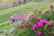 19 Rododendro rosso (Rhododendron ferrugineum)